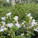 Bijela indijska lagerstremija (Lagerstroemia indica)