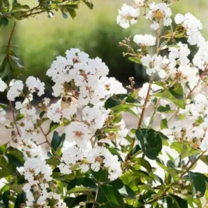 Bijela indijska lagerstremija (Lagerstroemia indica)
