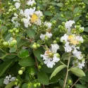 Bijela indijska lagerstremija (Lagerstroemia indica)