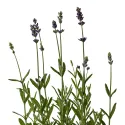 Lavanda protiv komaraca