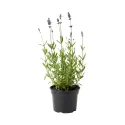 Lavanda protiv komaraca