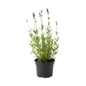 Lavanda protiv komaraca