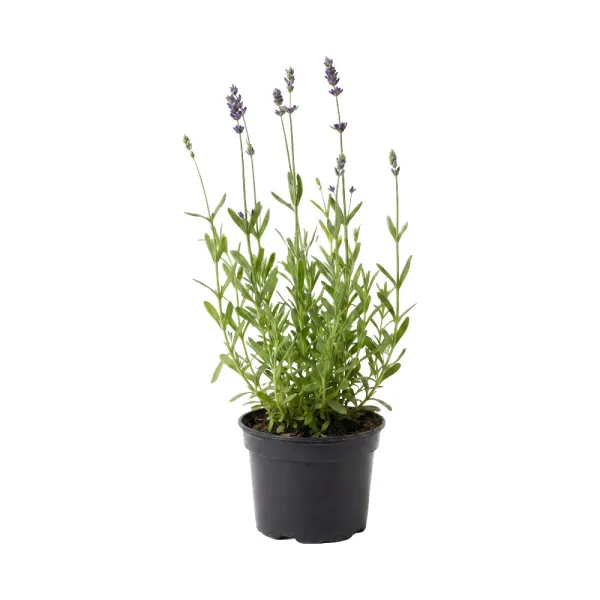 Lavanda protiv komaraca