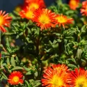 Narančasto-crvena delosperma Icecream Fire (Delosperma)
