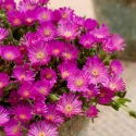 Floare de cristal (Delosperma) Icecream Fuchsia