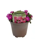 Floare de cristal (Delosperma) Icecream Fuchsia