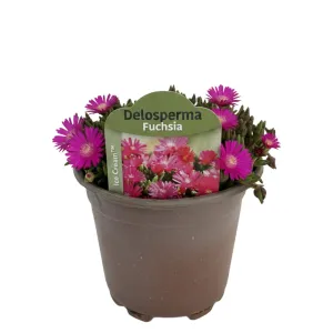 Floare de cristal (Delosperma) Icecream Fuchsia