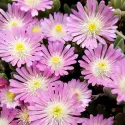 Ružičasta delosperma Jewel of Desert Rosequartz (Delosperma)