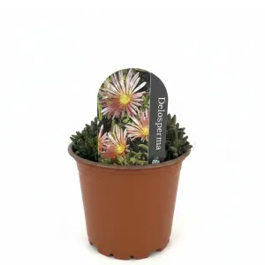Ružičasta delosperma Jewel of Desert Rosequartz (Delosperma)