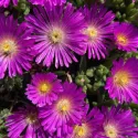 Ljubičasta delosperma Ocean Sunset Violet (Delosperma)