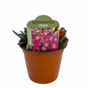 Ljubičasta delosperma Ocean Sunset Violet (Delosperma)