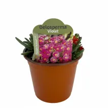 Ljubičasta delosperma Ocean Sunset Violet (Delosperma)
