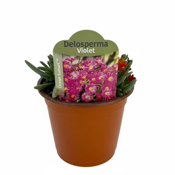 Ljubičasta delosperma Ocean Sunset Violet (Delosperma)