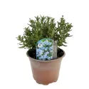 Nebesko plava litodora Heavenly Blue (Lithodora diffusa)