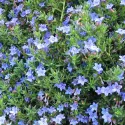Nebesko plava litodora Heavenly Blue (Lithodora diffusa)