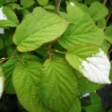 Šarenolisni mini kivi Dr Szymanowski (Actinidia kolomikta)