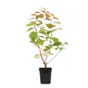 Šarenolisni mini kivi Dr Szymanowski (Actinidia kolomikta)