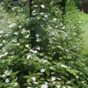 Šarenolisni mini kivi Dr Szymanowski (Actinidia kolomikta)