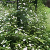 Šarenolisni mini kivi Dr Szymanowski (Actinidia kolomikta)