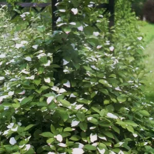 Šarenolisni mini kivi Dr Szymanowski (Actinidia kolomikta)