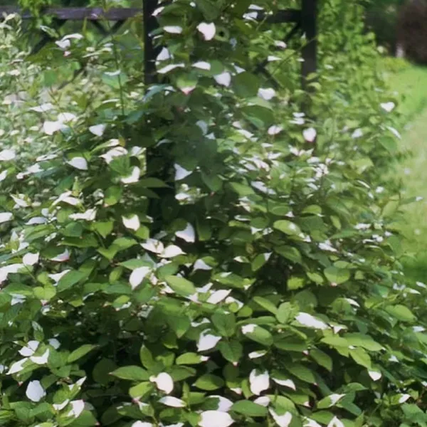 Šarenolisni mini kivi Dr Szymanowski (Actinidia kolomikta)
