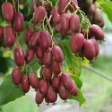 Crvenoplodni mini kivi Hardy Red (Actinidia arguta)