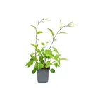 Crvenoplodni mini kivi Hardy Red (Actinidia arguta)