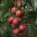 Crvenoplodni mini kivi Ken's Red (Actinidia arguta)