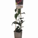 Crvenoplodni mini kivi Ken's Red (Actinidia arguta)