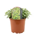 Mrtva kopriva Anne Green Way (Lamium)