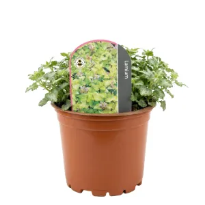 Mrtva kopriva Anne Green Way (Lamium)
