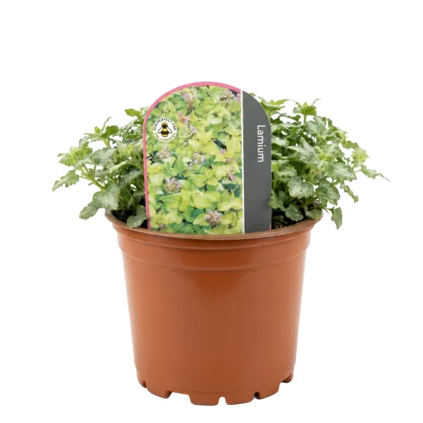 Mrtva kopriva Anne Green Way (Lamium)