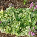 Mrtva kopriva Anne Green Way (Lamium)