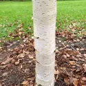 Obična breza Spider Alley (Betula pendula) u tegli 2 L