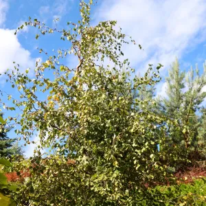Obična breza Spider Alley (Betula pendula) u tegli 2 L