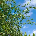 Obična breza Spider Alley (Betula pendula) u tegli 2 L