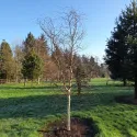 Obična breza Spider Alley (Betula pendula) u tegli 2 L