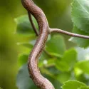 Obična breza Spider Alley (Betula pendula) u tegli 2 L