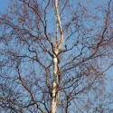 Obična breza Spider Alley (Betula pendula) u tegli 2 L