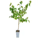 Obična breza (Betula pendula) u tegli 2L