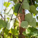 Obična breza (Betula pendula) u tegli 2L