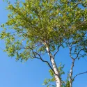 Obična breza (Betula pendula) u tegli 2L