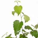 Obična breza (Betula pendula) u tegli 2L