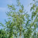 Obična breza (Betula pendula) u tegli 2L