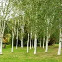 Obična breza (Betula pendula) u tegli 2L