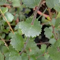 Patuljasta breza (Betula nana) u tegli 2 L