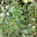 Patuljasta breza (Betula nana) u tegli 2 L