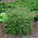 Patuljasta breza (Betula nana) u tegli 2 L