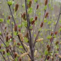 Patuljasta breza (Betula nana) u tegli 2 L
