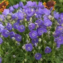 Plava zvončika Pearl Blue (Campanula)